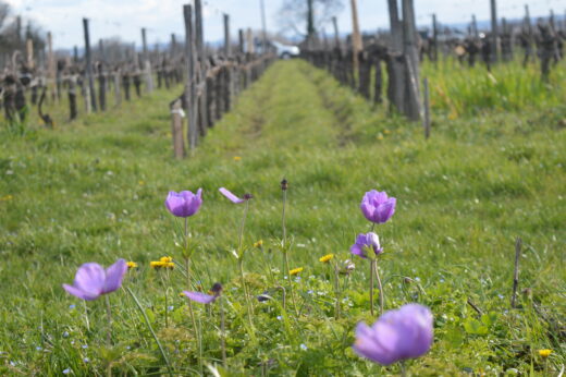 vignette - Réduction des intrants herbicides et engrais en viticulture