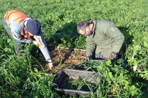 vignette - MERCI – Méthode d’Estimation &  Restitutions  par les Cultures Intermédiaires