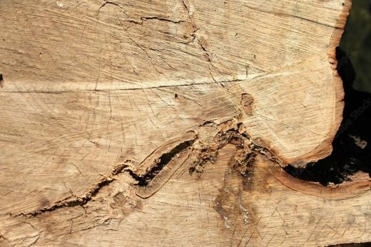 vignette - GTDfree, chaire industrielle INRA-Bordeaux Sciences Agro-Maison Hennessy-ANR