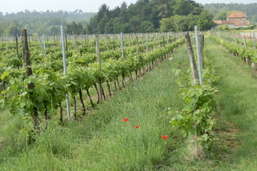 vignette - PhytoCOTE