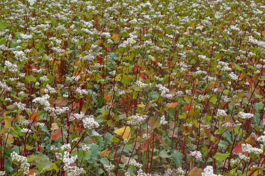 vignette - 3 cultures en 2 ans (3C2)