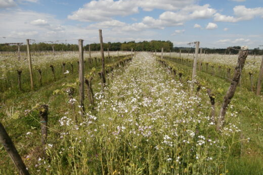 vignette - VERTIGO 2017/2020