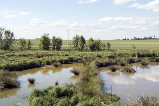 vignette - PESTIPOND