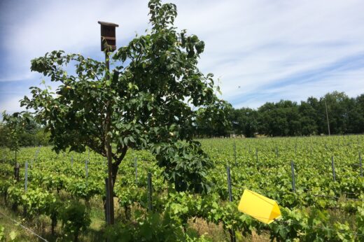 vignette - PhytoVITI