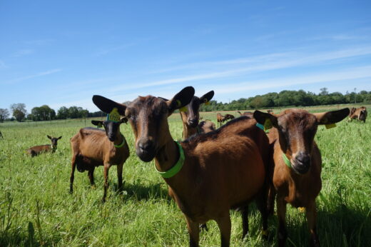 vignette - Résilience des systèmes d’élevage caprins