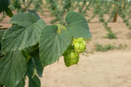 vignette - Implantation d’une filière houblon en diversification en Nouvelle-Aquitaine