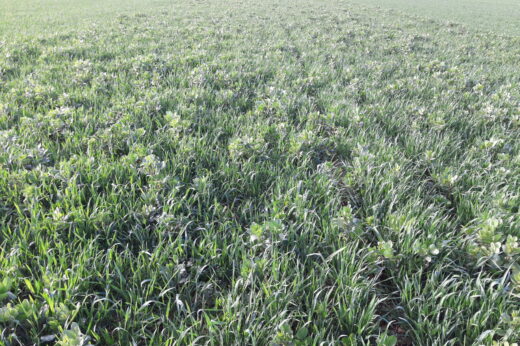 vignette - PAMPA : Promouvoir Agroécologie & Méthanisation Par les Associations culturales