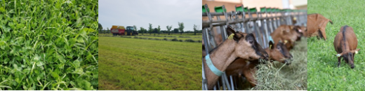 vignette - Colloque de restitution finale du projet PSDR FLECHE – 8 octobre 2020 – Chemillé-en-Anjou (49)