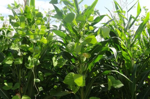 vignette - Tropi&rsquo;Cow