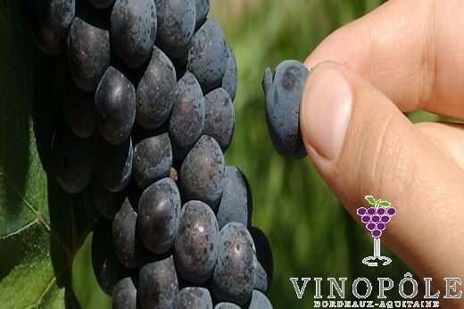 vignette - Alt&rsquo;Fongi Biocontrôle II