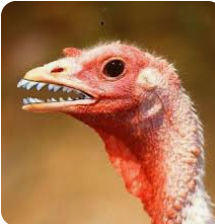 vignette - Quand les poules auront des dents !!