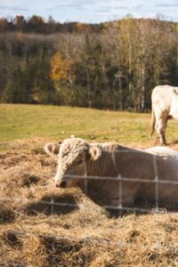 A serene image of a white cow resting on hay in a scenic autumn pasture.